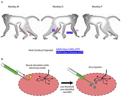 Viral-Mediated Optogenetic Stimulation of Peripheral Motor Nerves in Non-human Primates